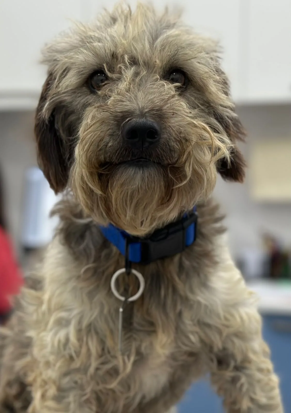 MONICA — Schnauzer · 2 yrs — available for adoption from GWARP